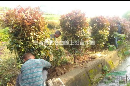 寧波苗圃直接供應黑土田苗1-2米冠紅葉石楠球