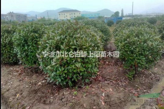 寧波苗圃直接供應黑土田苗1-2米冠紅葉石楠球
