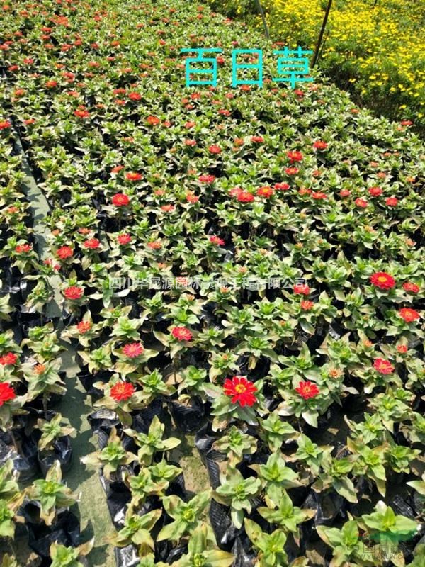 供應(yīng)香彩菊、彩葉草、太陽花、火炬、一串紅、草花、時花