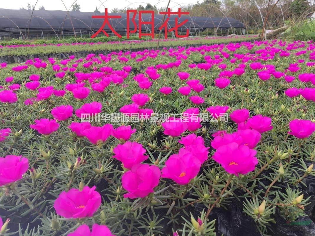 供應(yīng)香彩菊、彩葉草、太陽花、火炬、一串紅、草花、時花