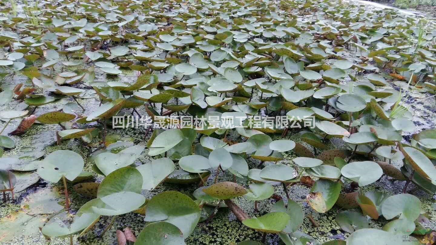 供應(yīng)荷花、睡蓮、蘆葦、花葉芒、狼尾草水生植物與觀賞草