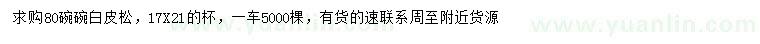 求購80公分白皮松