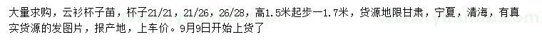 求購高1.5-1.7米云杉