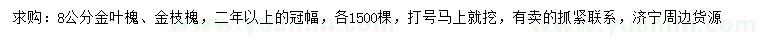 求購8公分金葉槐、金枝槐