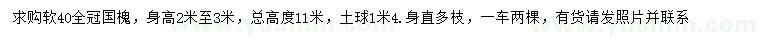 求購40公分國槐