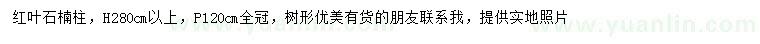 求購(gòu)高280公分以上紅葉石楠柱