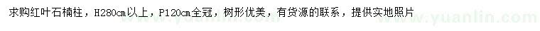 求購高280公分紅葉石楠柱
