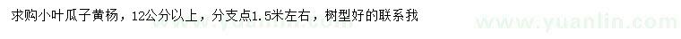 求購(gòu)12公分以上小葉瓜子黃楊