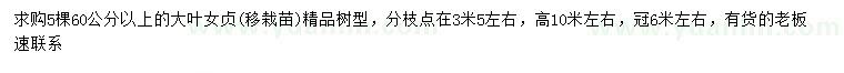 求購60公分以上大葉女貞