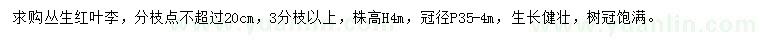 求購高4米叢生紅葉李