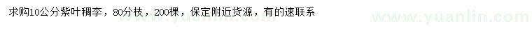 求購10公分紫葉稠李