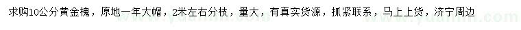求購10公分黃金槐