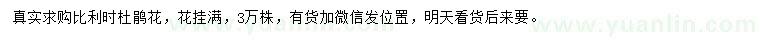 求購比利時杜鵑花