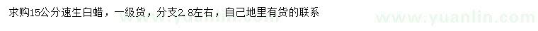 求購15公分速生白蠟