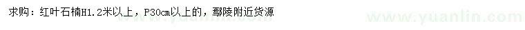 求購高1.2米以上紅葉石楠