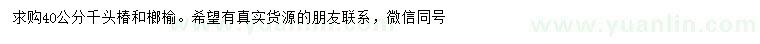 求購40公分千頭椿、榔榆