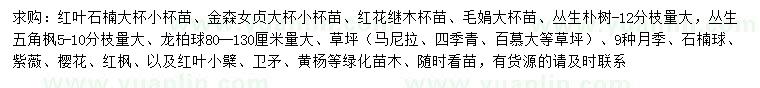 求購紅葉石楠、金森女貞、紅花繼木等