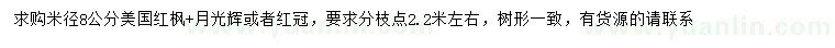 求購米徑8公分美國紅楓