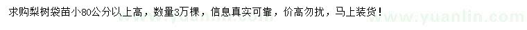 求購高80公分以上梨樹