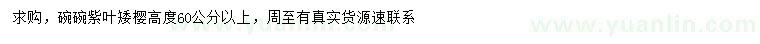求購高60公分以上紫葉矮櫻