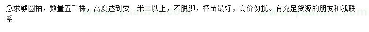 求購高1.2米以上圓柏
