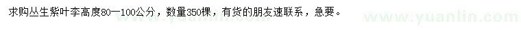 求購高80-100公分叢生紫葉李