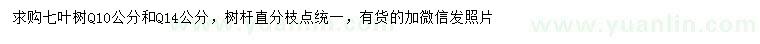 求購10、14公分七葉樹
