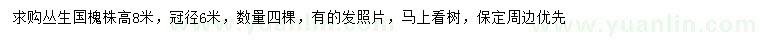 求購高8米叢生國槐