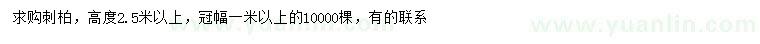 求購高2.5米以上刺柏