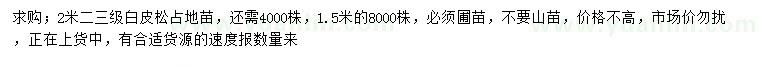 求購1.5、2米白皮松