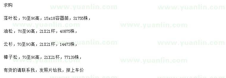 求購(gòu)落葉松、油松、云杉等