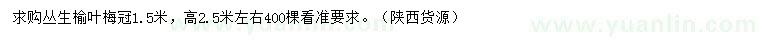 求購高2.5米叢生榆葉梅