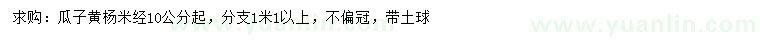 求購米徑10公分以上瓜子黃楊