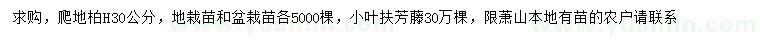 求購高30公分爬地柏、小葉扶芳藤