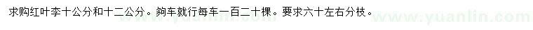 求購(gòu)10、12公分紅葉李