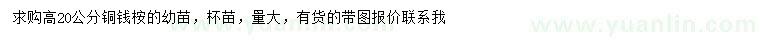 求購高20公分銅錢桉樹