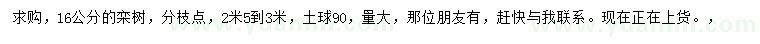 求購16公分欒樹