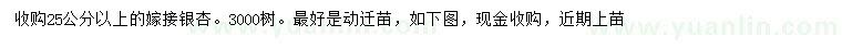 求購25公分以上銀杏