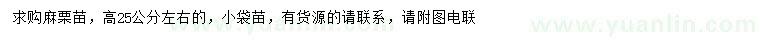 求購高25公分左右麻栗苗