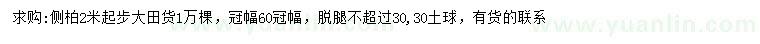求購2米以上側(cè)柏