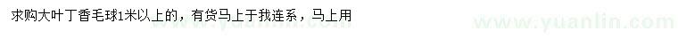 求購1米以上大葉丁香球