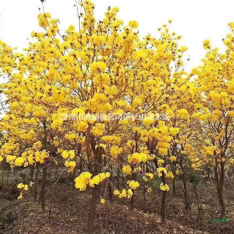 福建黃花風鈴木哪里好/哪家便宜