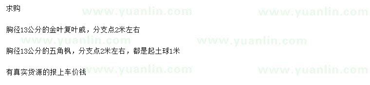 求購胸徑13公分金葉復(fù)葉槭、五角楓
