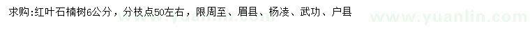 求購6公分紅葉石楠