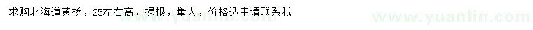 求購高25公分左右北海道黃楊