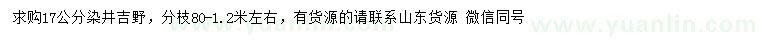 求購17公分染井吉野櫻