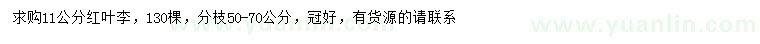 求購11公分紅葉李