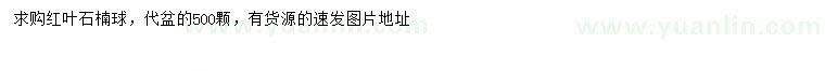 求購(gòu)紅葉石楠球