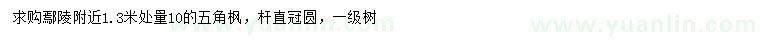 求購1.3米量10公分五角楓