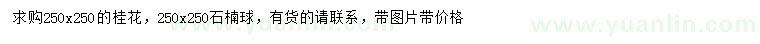 求購(gòu)250公分桂花、石楠球